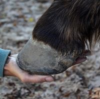 NEU Hand auf Huf